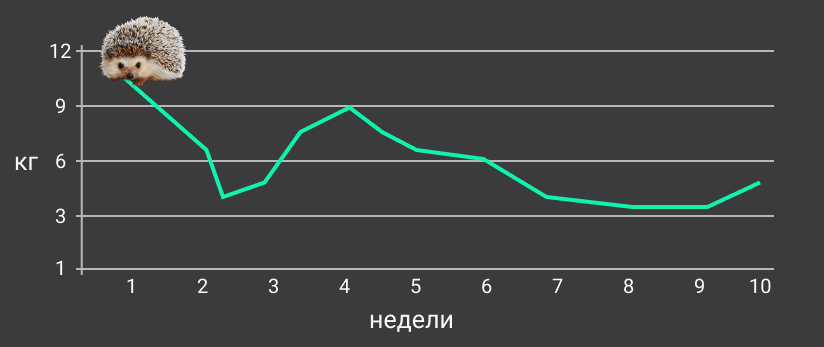 Прогресс похудения за 9 недель. Сначала ёж весил 11 килограмм, в конце — 4 килограмма.